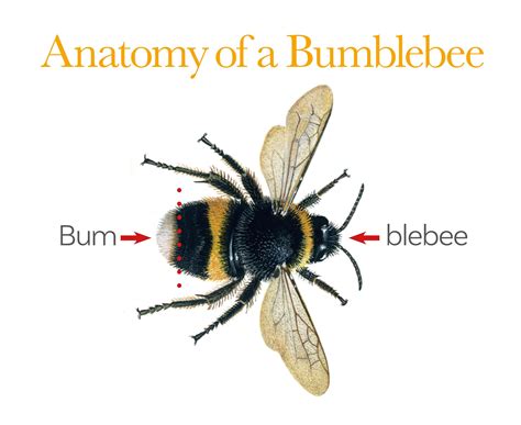 Anatomy Of A Bumblebee Anatomy Bumble Bee