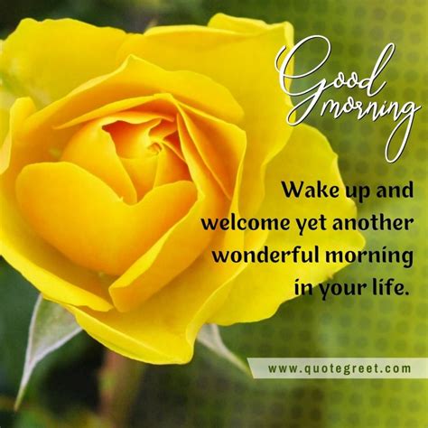 Beautiful Good Morning Yellow Rose Images Wishes Messages Quotegreet