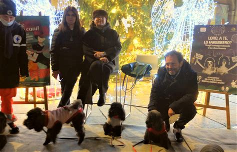 A Mici Cani Foto Ricordo Sotto L Albero Comune Di Parma