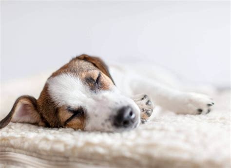 Cuanto Duerme Un Cachorro De Semanas