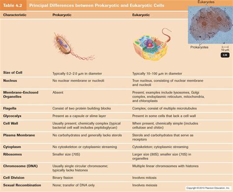 Prokaryotic And Eurkaryotic Cells Aice Biology