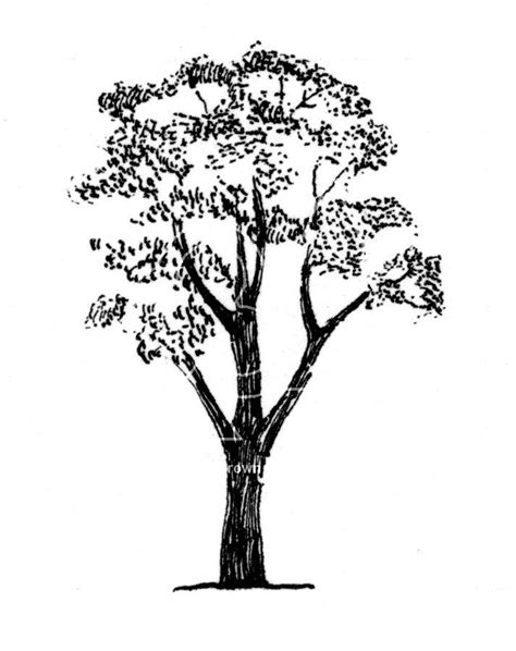 Eucalyptus Tree Sketch At Explore Collection Of