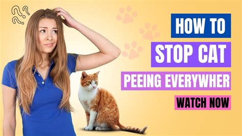 How To Stop Cat From Peeing Everywhere No More Accidents Stop Your