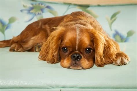 English Toy Spaniel Dog Breed Info Pictures Care And More Dogster