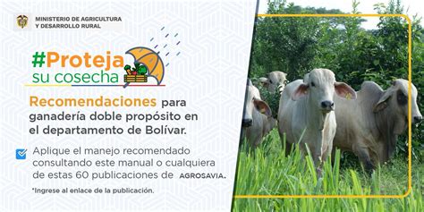 FAO Colombia on Twitter RT SomosAGROSAVIA Las sequías prolongadas