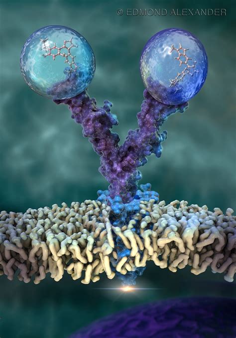 Bispecific Monoclonal Antibody Illustration By Edmond Alexander