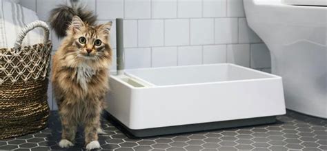 10 Best Cat Litter Boxes Of 2025 Reviews ☑️ Cute Litter Boxes Ultimate Guide