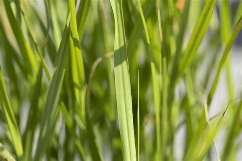 Miscanthus Sinensis Strictus Das Garten Zebraschilf Miscanthus