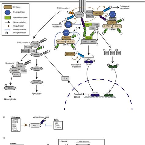 Various Types Of Ubiquitination On A Substrate Are Regulated By