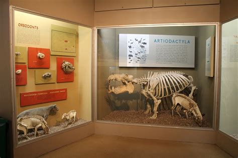 Framing Fossil Exhibits: Phylogeny | EXTINCT MONSTERS