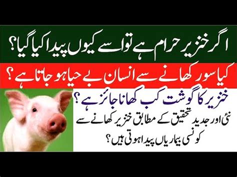 Khinzeer Kyu Haram Hai Why Pork Is Haram In Islam Khinzir Haram Kyu