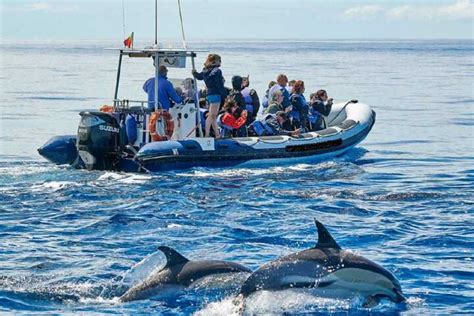 Observación de ballenas y delfines en el pico GetYourGuide