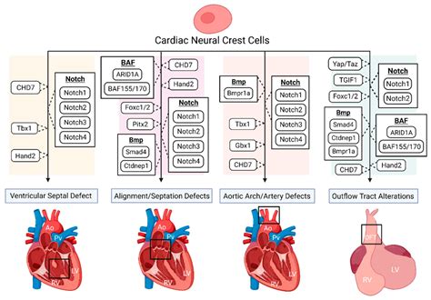 Jcdd Free Full Text The Cardiac Neural Crest Cells In Heart