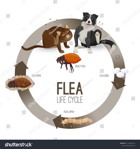 1,337 Cat flea Stock Illustrations, Images & Vectors | Shutterstock