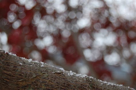 Fotos Gratis Rbol Rama Nieve Invierno Planta Blanco Hoja Flor