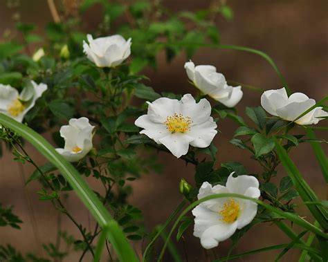 Rosa Laevigata Seeds Naturix Seeds