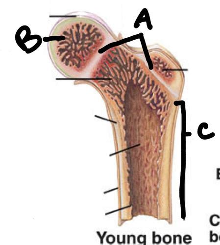 Anatomy Exam Flashcards Quizlet