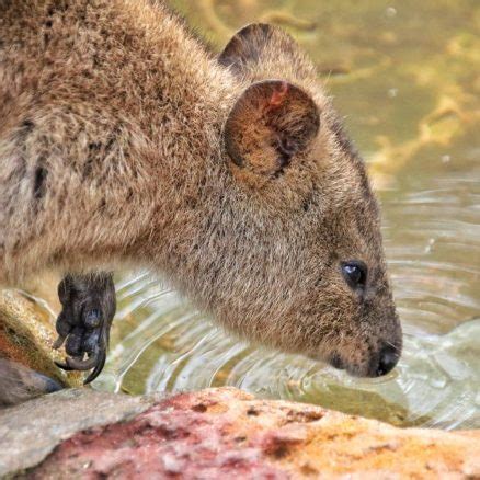 Quokka - Featherdale Sydney Wildlife Park