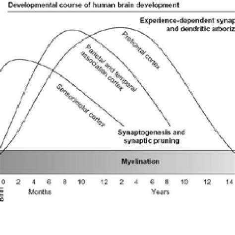 Maturational Transitions In Brain Development Adapted From Thompson