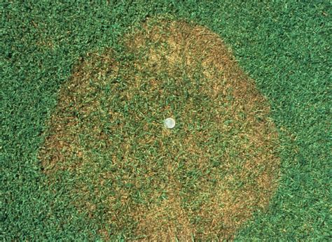 Turf Brown Patch Center For Agriculture Food And The Environment At Umass Amherst