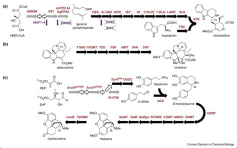 Discovery Of New Plant Derived Enzymes Allows Reconstitution Of Complex