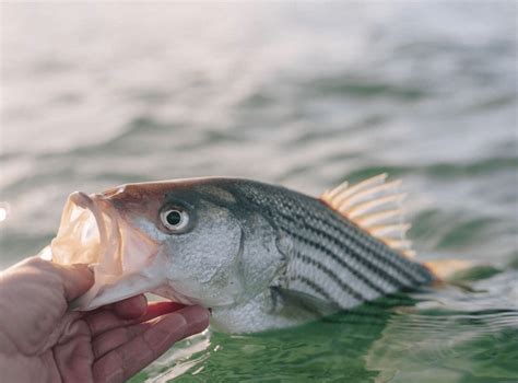 Striped Bass The Stock Assessment And What You Need To Know American Saltwater Guides