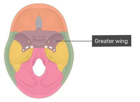 Floor Of The Cranium Labeled Diagram Infoupdate Org