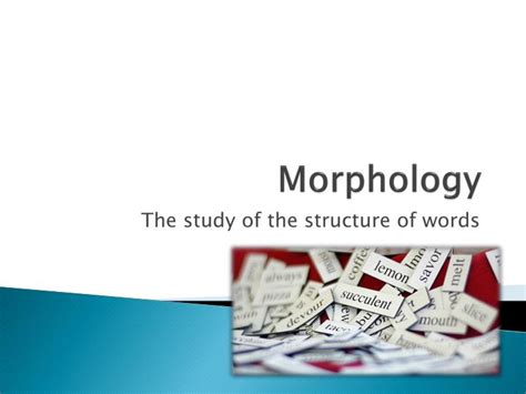 Ppt Morphology Powerpoint Presentation Free Download Id 2925810