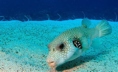 PADI Aware Fish Identification In Dahab Advenius