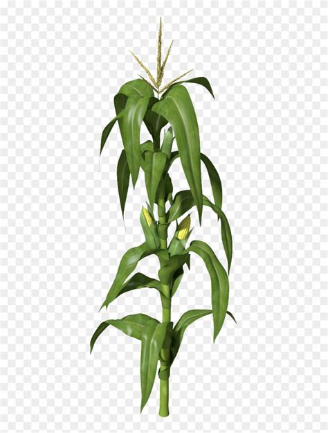 Corn Corn Stalks Illustration Free Transparent Png Clipart Images