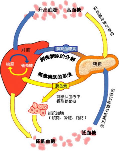 警惕！三类原因致糖尿病患者长期低血糖 百济新特药房网