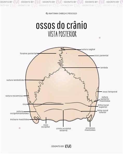 ossos do crânio vista posterior Anatomia cabeça e pescoço Anatomia