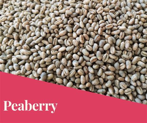 Jual Green Bean Kopi Arabika Gayo Peaberry Kg Di Lapak Kawa Gayo