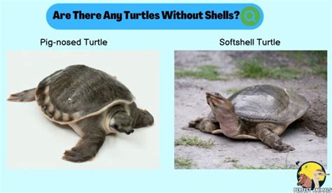 Turtles Without Shells Discover The Amazing Facts Perfect Animals