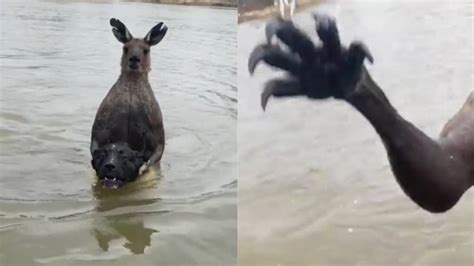 Dog saved from attempted kangaroo drowning | The Canberra Times ...