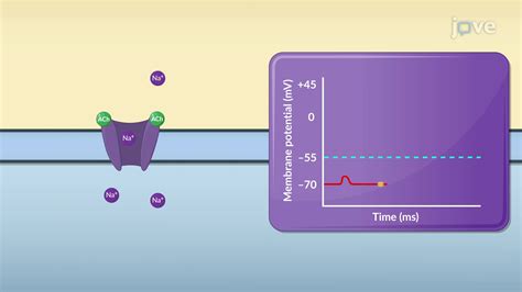 Postsynaptic Potential (PSP) - Concept | Anatomy and Physiology | JoVe