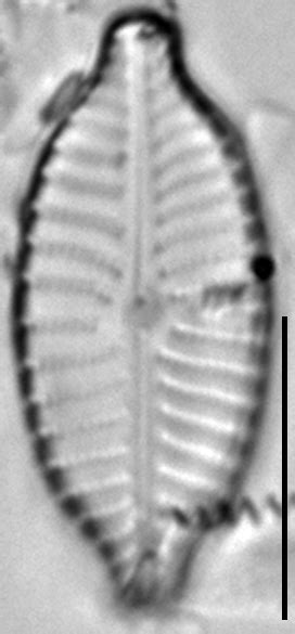 Image Plpseudanglica Species Diatoms Of North America