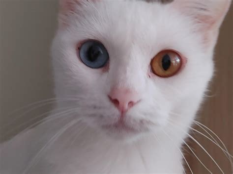 Our cat has two different coloured eyes [complete heterochromia ...