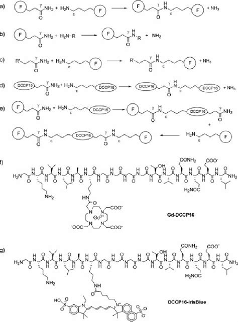 Different Possibility Of Transglutaminase Mediated Acyl Transfer