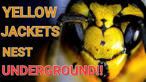 Yellow Jackets Underground Nest Swarmed And Stung Wasp Nest Removals