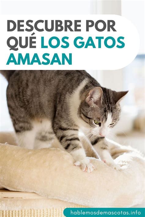 Descubre El Motivo Detr S De Por Qu Los Gatos Amasan Gatos Nicole