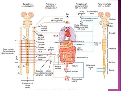 MEDICINA HUMANA UNSCH El sistema nervioso autónomo y el sistema