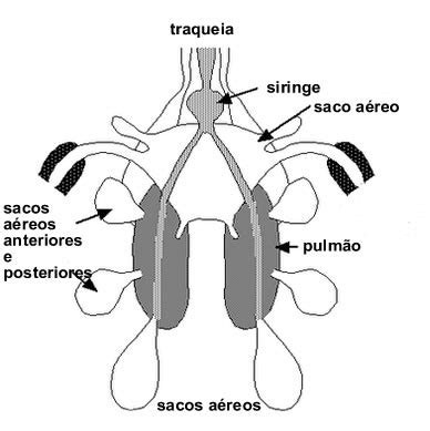 Sistema respiratório das aves. Aves e seu sistema respiratório