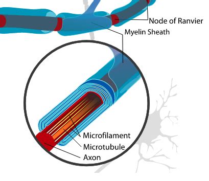 Nodes of Ranvier | Definition, Structure & Function - Lesson | Study.com