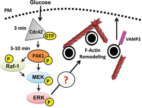 Model Of Cdc42 Pak1 Signaling In The Cell Download Scientific Diagram