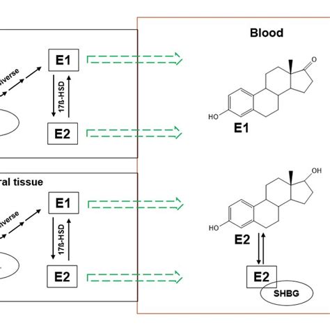 E1 And E2 Released To Circulation Chol Cholesterol 17β Hsd