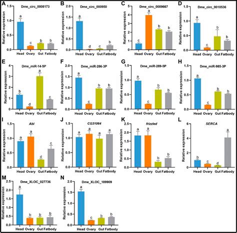 Frontiers Age Related CeRNA Networks In Adult Drosophila Ageing