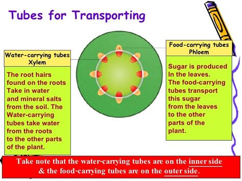 P5 Science - Plant Transport System