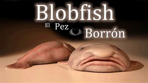 Blobfish o Pez borrón El animal más feo del mundo YouTube