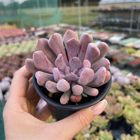 Graptoveria Cupid Topsy Debbie Succulent Chubbies